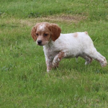 chiot Epagneul breton F-Or-Pan-Bla Des Plumes Des Marais Du Cotentin