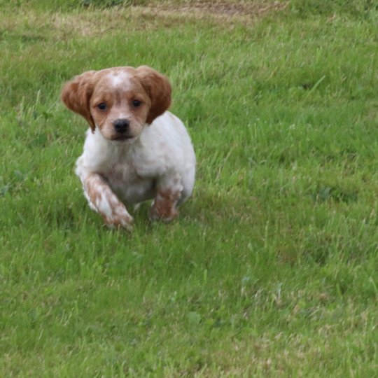 chiot Epagneul breton F-Or-Pan-Bla Des Plumes Des Marais Du Cotentin