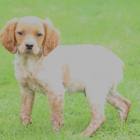 chiot Epagneul breton F-Or-Pan-Bla male 1 Des Plumes Des Marais Du Cotentin