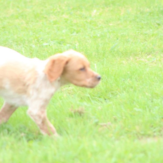 chiot Epagneul breton F-Or-Pan-Bla male 1 Des Plumes Des Marais Du Cotentin