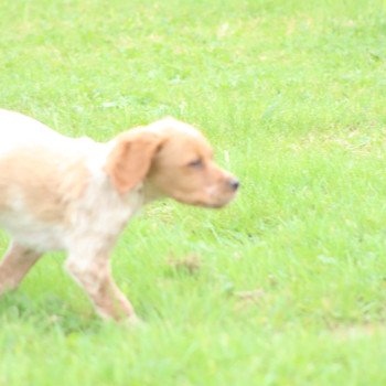 chiot Epagneul breton F-Or-Pan-Bla male 1 Des Plumes Des Marais Du Cotentin