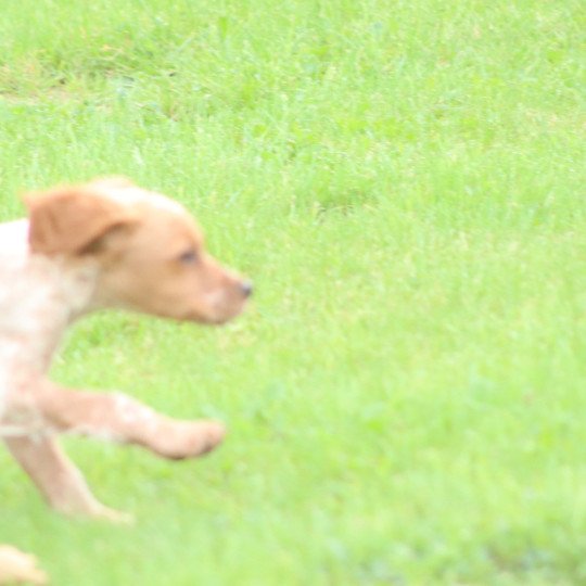 chiot Epagneul breton F-Or-Pan-Bla male 1 Des Plumes Des Marais Du Cotentin