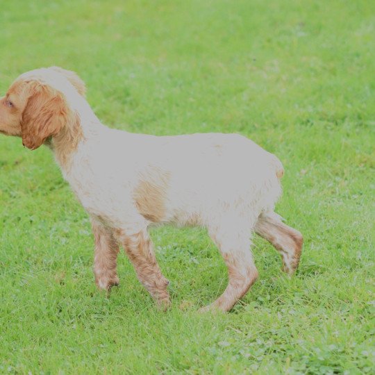 chiot Epagneul breton F-Or-Pan-Bla male 1 Des Plumes Des Marais Du Cotentin