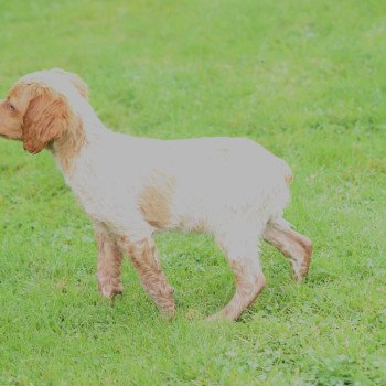 chiot Epagneul breton F-Or-Pan-Bla male 1 Des Plumes Des Marais Du Cotentin