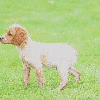 chiot Epagneul breton F-Or-Pan-Bla male 1 Des Plumes Des Marais Du Cotentin