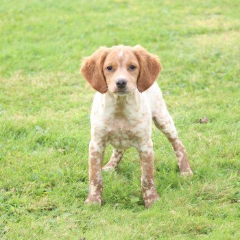 chiot Epagneul breton F-Or-Pan-Bla male 1 Des Plumes Des Marais Du Cotentin
