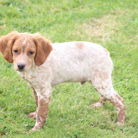 chiot Epagneul breton F-Or-Pan-Bla male 1 Des Plumes Des Marais Du Cotentin