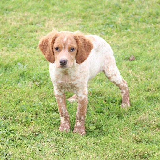 chiot Epagneul breton F-Or-Pan-Bla VASCO Des Plumes Des Marais Du Cotentin