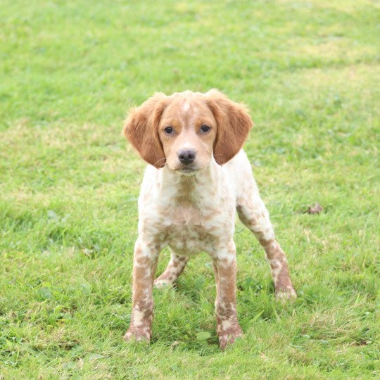 chiot Epagneul breton F-Or-Pan-Bla VASCO Des Plumes Des Marais Du Cotentin