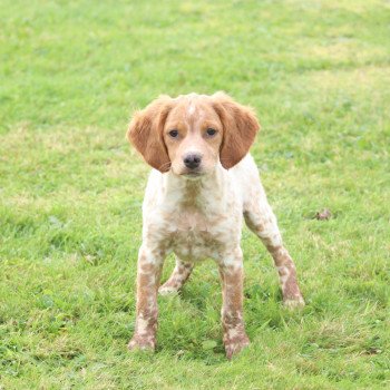 chiot Epagneul breton F-Or-Pan-Bla VASCO Des Plumes Des Marais Du Cotentin