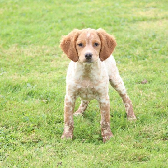 chiot Epagneul breton F-Or-Pan-Bla VASCO Des Plumes Des Marais Du Cotentin