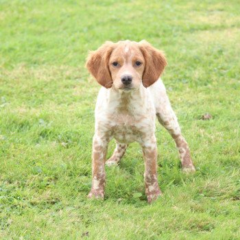 chiot Epagneul breton F-Or-Pan-Bla VASCO Des Plumes Des Marais Du Cotentin