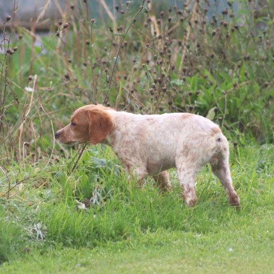 chiot Epagneul breton F-Or-Pan-Bla VASCO Des Plumes Des Marais Du Cotentin