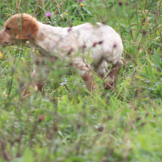 chiot Epagneul breton F-Or-Pan-Bla VASCO Des Plumes Des Marais Du Cotentin
