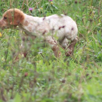 chiot Epagneul breton F-Or-Pan-Bla VASCO Des Plumes Des Marais Du Cotentin