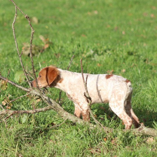 chiot Epagneul breton F-Or-Pan-Bla VASCO Des Plumes Des Marais Du Cotentin