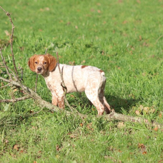chiot Epagneul breton F-Or-Pan-Bla VASCO Des Plumes Des Marais Du Cotentin
