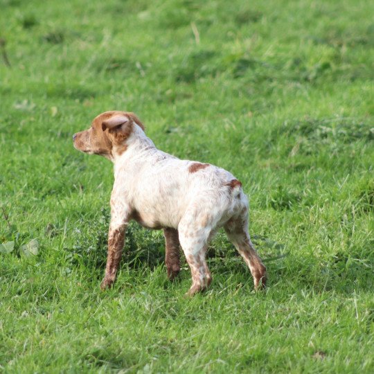 chiot Epagneul breton F-Or-Pan-Bla VASCO Des Plumes Des Marais Du Cotentin