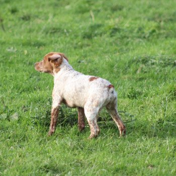 chiot Epagneul breton F-Or-Pan-Bla VASCO Des Plumes Des Marais Du Cotentin