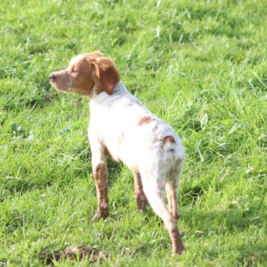 chiot Epagneul breton F-Or-Pan-Bla VASCO Des Plumes Des Marais Du Cotentin