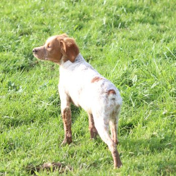 chiot Epagneul breton F-Or-Pan-Bla VASCO Des Plumes Des Marais Du Cotentin