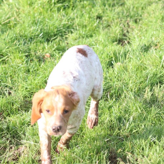chiot Epagneul breton F-Or-Pan-Bla VASCO Des Plumes Des Marais Du Cotentin