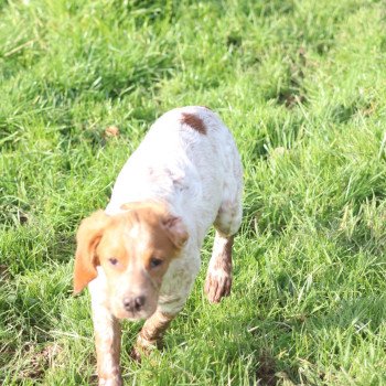 chiot Epagneul breton F-Or-Pan-Bla VASCO Des Plumes Des Marais Du Cotentin