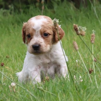 chiot Epagneul breton F-Or-Pan-Bla Des Plumes Des Marais Du Cotentin chiot Epagneul breton F-Or-Pan-Bla Des Plumes Des Marais Du Cotentin