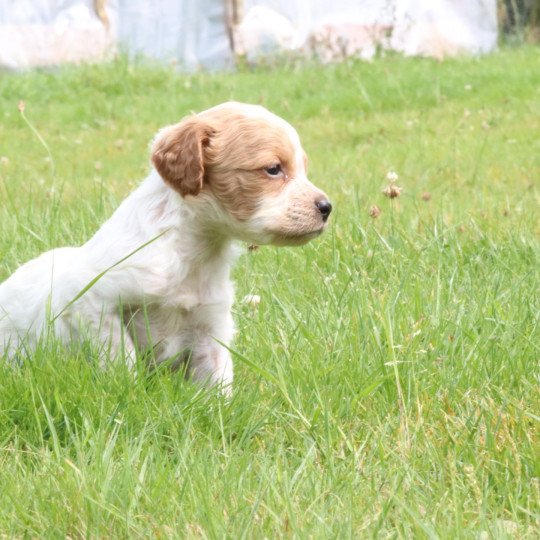 chiot Epagneul breton F-Or-Pan-Bla Des Plumes Des Marais Du Cotentin