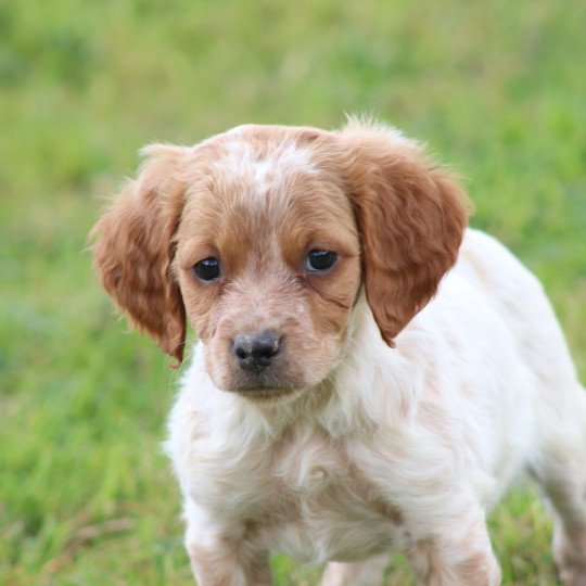 chiot Epagneul breton F-Or-Pan-Bla Des Plumes Des Marais Du Cotentin