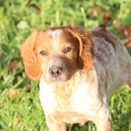chiot Epagneul breton F-Or-Pan-Bla Vulcain Des Plumes Des Marais Du Cotentin