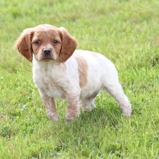 chiot Epagneul breton F-Or-Pan-Bla Des Plumes Des Marais Du Cotentin