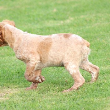 chiot Epagneul breton F-Or-Pan-Bla Male 2 Des Plumes Des Marais Du Cotentin chiot Epagneul breton F-Or-Pan-Bla Male 2 Des Plumes Des Marais Du Cotentin