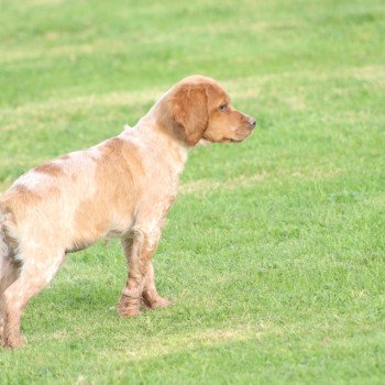 chiot Epagneul breton F-Or-Pan-Bla Male 2 Des Plumes Des Marais Du Cotentin chiot Epagneul breton F-Or-Pan-Bla Male 2 Des Plumes Des Marais Du Cotentin