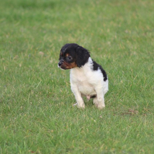 chiot Epagneul breton Mâle tricolore noir Des Plumes Des Marais Du Cotentin