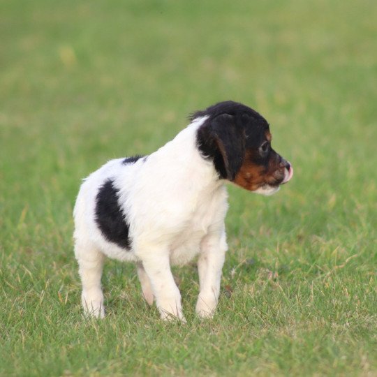 chiot Epagneul breton Mâle tricolore noir Des Plumes Des Marais Du Cotentin