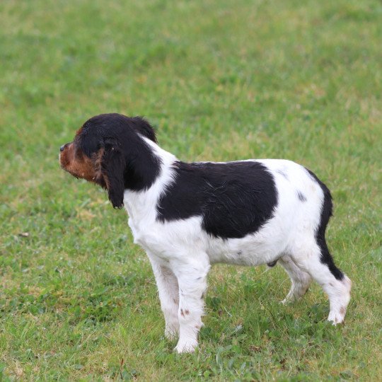 chiot Epagneul breton Mâle tricolore noir Des Plumes Des Marais Du Cotentin
