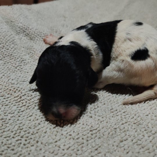 chiot Epagneul breton Des Plumes Des Marais Du Cotentin