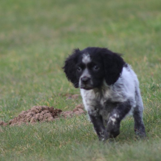 chiot Epagneul breton Femelle noir et blanche ql Des Plumes Des Marais Du Cotentin