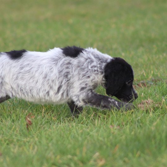 chiot Epagneul breton Femelle noir et blanche ql Des Plumes Des Marais Du Cotentin