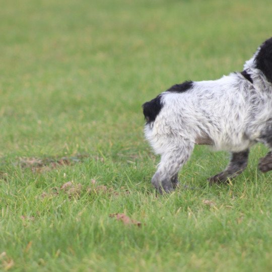 chiot Epagneul breton Femelle noir et blanche ql Des Plumes Des Marais Du Cotentin