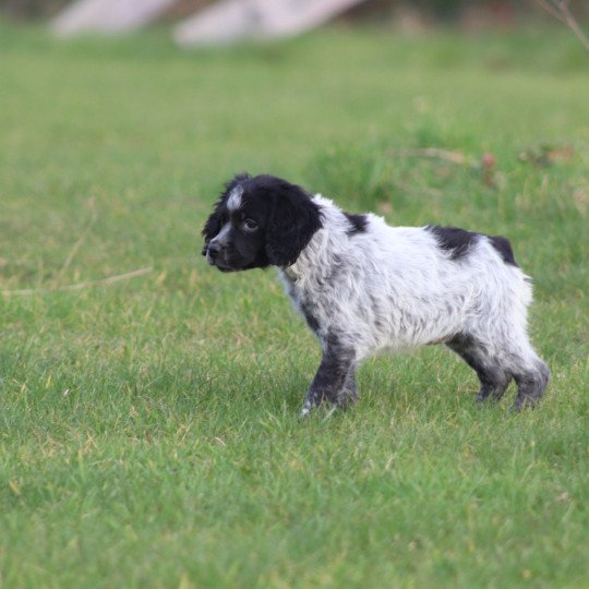 chiot Epagneul breton Femelle noir et blanche ql Des Plumes Des Marais Du Cotentin