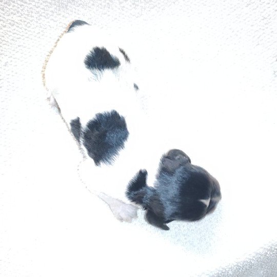 chiot Epagneul breton Male tricolore noir 2 ql Des Plumes Des Marais Du Cotentin