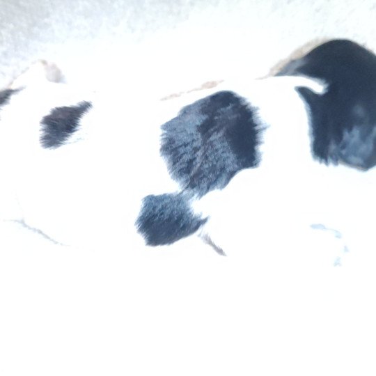 chiot Epagneul breton Male tricolore noir 2 ql Des Plumes Des Marais Du Cotentin