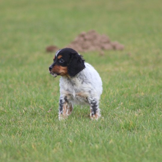 chiot Epagneul breton Male tricolore noir 2 ql Des Plumes Des Marais Du Cotentin