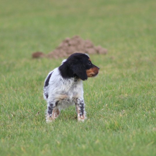 chiot Epagneul breton Male tricolore noir 2 ql Des Plumes Des Marais Du Cotentin