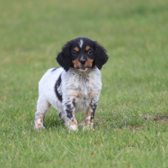 chiot Epagneul breton Male tricolore noir 2 ql Des Plumes Des Marais Du Cotentin