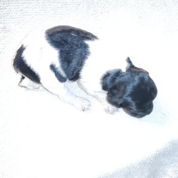 chiot Epagneul breton Femelle tri noir ql Des Plumes Des Marais Du Cotentin chiot Epagneul breton Femelle tri noir ql Des Plumes Des Marais Du Cotentin