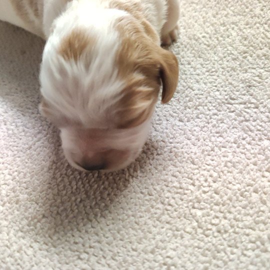 chiot Epagneul breton F orange et blanche ql 1 Des Plumes Des Marais Du Cotentin