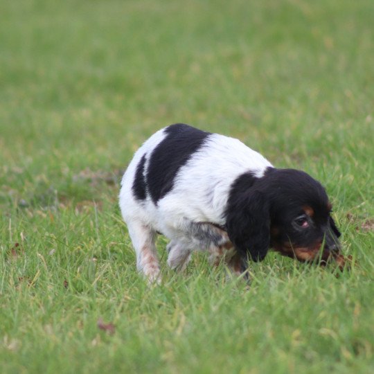 chiot Epagneul breton Femelle tricolore noir Des Plumes Des Marais Du Cotentin